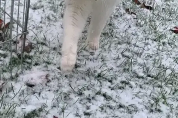 Chat perdu, Paris, photo: Chat perdu, Lillers, Hauts-de-France - femelle nommée Chipie