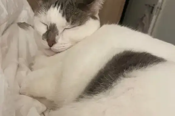 Lost cat, Hills Avenue, Ballito - white with grey spots - photo