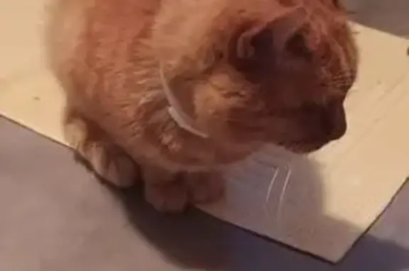 Animaux trouvés Pleugueneuc, photo: Chat trouvé, Rue de la Libération, Pleugueneuc - roux, entre 5 et 10 ans