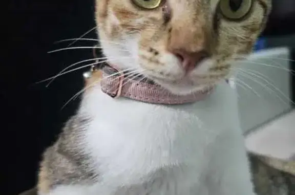 Lost cat, Yishun Street 51, 510B, Singapore - female with a microchip - photo