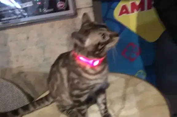 Chat perdu, Rue Levert, Paris - mâle Bengal léopard - photo