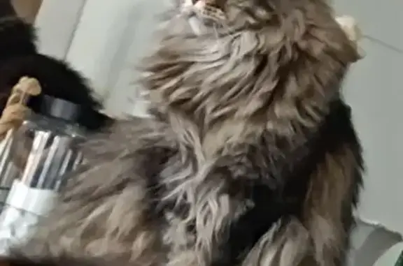 Animaux perdus Toulouse, photo: Chat perdu, Boulevard Chevalier de Clerville, Sète - Maine Coon brown Blotched tabby