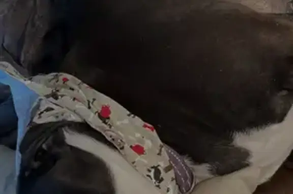 Lost dog, Goettel Street, Pittsburgh - photo