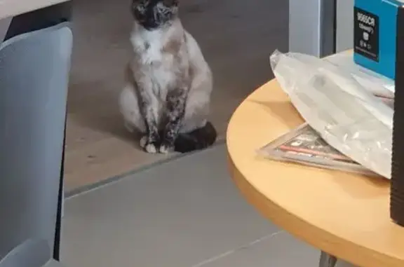 Animaux trouvés Bergerac, photo: Chat trouvé, Avenue Charles de Gaulle, Bergerac - type siamois avec yeux bleus