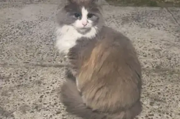 Missing cat Greater Dandenong, photo: Lost cat, Greater Dandenong - female with green eyes