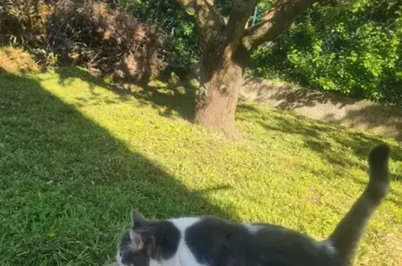 Animaux perdus Mornant, photo: Chat perdu, Allée des Rouge Gorges, Mornant - Nala grise et blanche