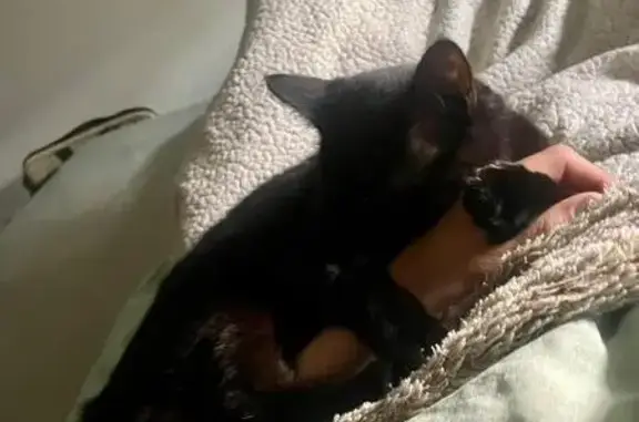 Chat perdu, Bordeaux, Nouvelle-Aquitaine - mâle castré avec léger voile à l'œil - photo
