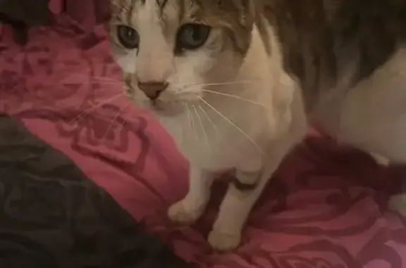 Animaux perdus Reignier-Ésery, photo: Chat perdu, Impasse des Clos, Reignier-Ésery - croisé bengal aveugle