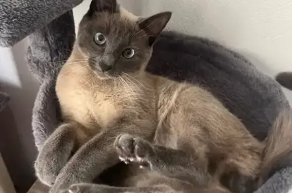 Chat perdu, Besançon - mâle gris foncé aux yeux clairs - photo