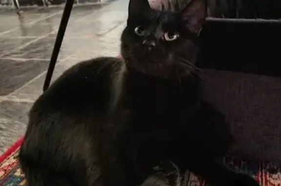 Lost cat, Drakensberg Road, Pretoria - black with a high pitched meow - photo