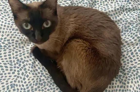 Gato perdido, Dominio de Fontenebro, Pozuelo de Alarcon - hembra de 13 años - photo