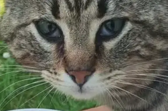 Animaux trouvés Beauzelle, photo: Chat trouvé, Beauzelle, Paris - bout de l'oreille coupée