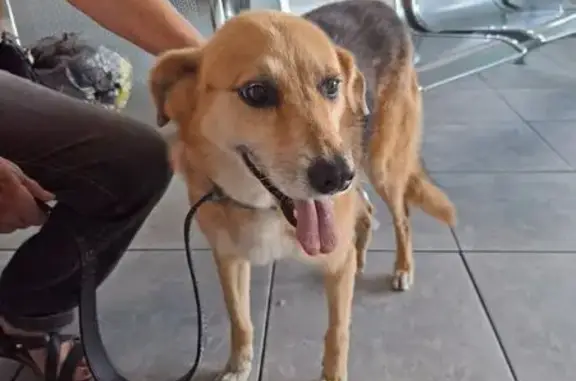 Cachorro encontrado Fêmea (brf002715) - photo