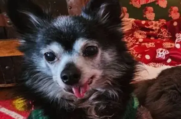 Missing dog Blue Springs, photo: Lost dog, Northwest R D Mize Road, Blue Springs - 15 years old, partially blind