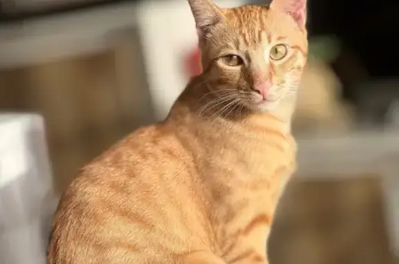 Animales encontrados Vigo, foto: Perdido gato, Calle Juan de Juanes, 3, Móstoles, Vigo - tamaño medio y alargado