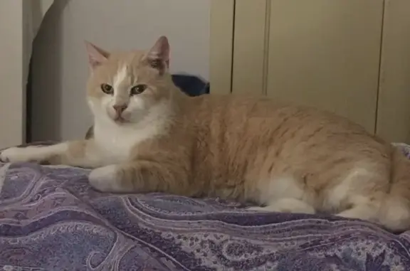 Animaux perdus Paris, photo: Chat perdu, La Brée-les-Bains, Nouvelle-Aquitaine - roux ventre blanc