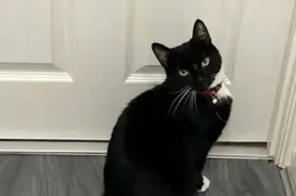 Lost pets Bristol, photo: Lost male cat, Tipton, England - tuxedo style black and white