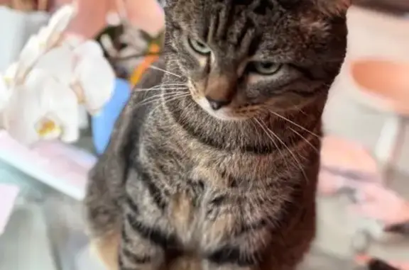 Animaux perdus Tilly-sur-Seulles, photo: Chat perdu, Allée de la Mangrove, Audrieu - tigré sociable