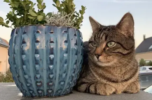 Animaux perdus Tilly-sur-Seulles, photo: Chat perdu, Chemin de Valdry, Audrieu - tigré sociable