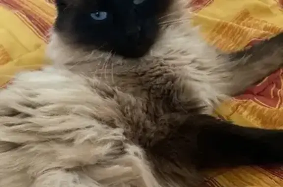 Chat perdu, La Chavanne, Cruet - pelage crème et beige - photo