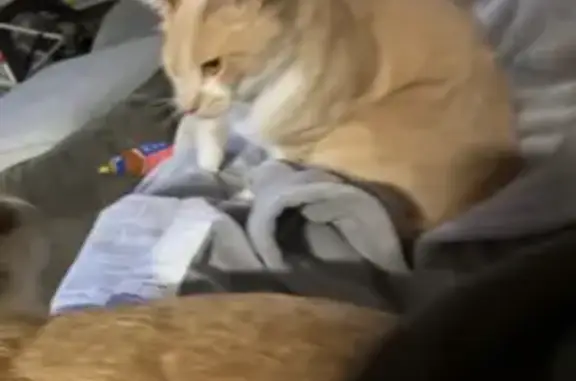 Lost cat, Sunnyvale, California - special-needs and very sweet - photo