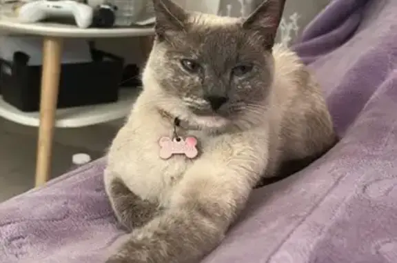 Animaux perdus Montpellier, photo: Chat perdu, Rue des Quatrefages, 9, Nîmes - collier rose