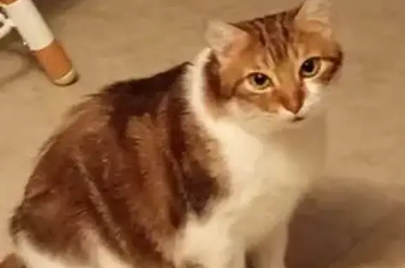 Animaux perdus Voiron, photo: Chat perdu, Rue de Charpenousse, Voiron