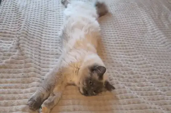 Chat perdu, Les Mureaux, photo: Chat perdu, Les Mureaux - blanc femelle très sociable