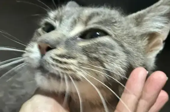 Animales encontrados Leganes, foto: Encontrado gato hembra, Calle de Atenas, 111, Leganés - gris-atigresada y sociable
