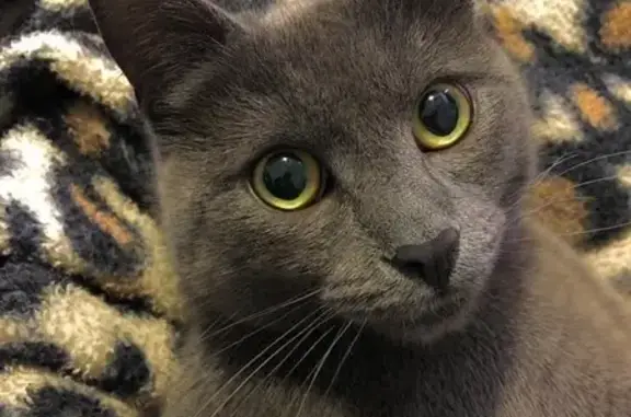 Missing cat Morisset, photo: Lost female cat, Ivy Avenue, Central Coast Council, Morisset