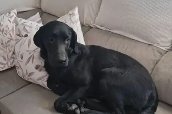 Encontrado perro macho, Camino...