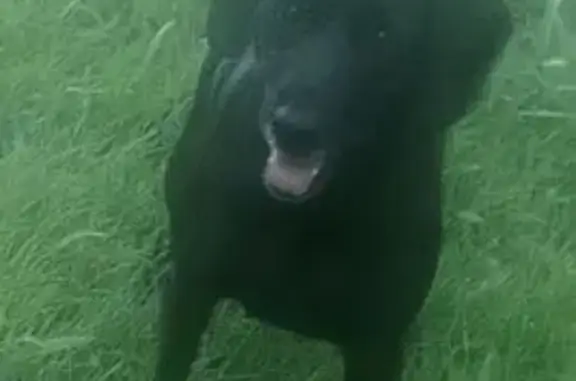 Lost dog, Carruthers Court, 11, Cooroy - female with floppy ears - photo