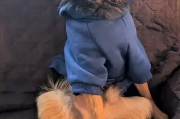 Missing dog Melbourne, photo: Lost dog, Cravens Road, City of Whittlesea, Melbourne - male Pomeranian x Jack Russell terrier