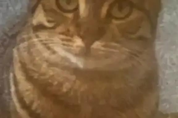 Lost cat, Shorthorn Crescent, City of Whittlesea - female, super friendly - photo