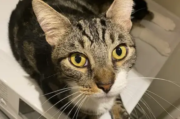 Chat perdu, Rue de la Reynie, Paris - tigré avec pattes blanches - photo