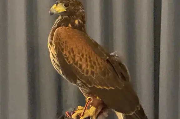 Lost bird, Stoneridge, Mission Viejo - female Harris’ Hawk with blue jesses - photo