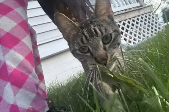 Found female cat, Posen, Illin...