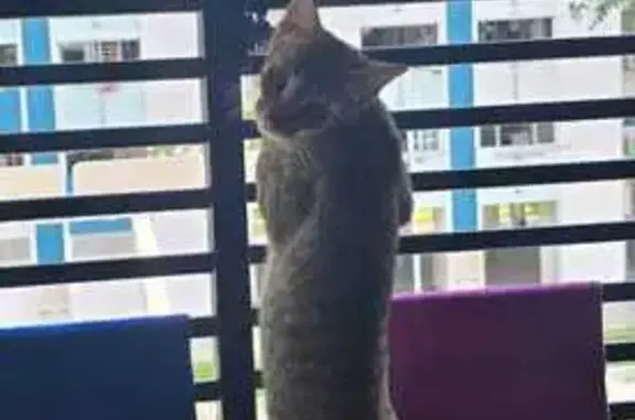Lost cat, Singapore 560560, Serangoon - female with short tail - photo
