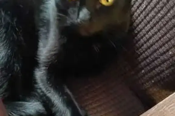 Perdido gato, Agapando, 637, Z...