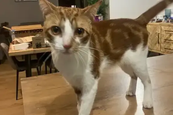 Lost cat, Penzance Place, Brimbank, Sydney - ginger and white male - photo