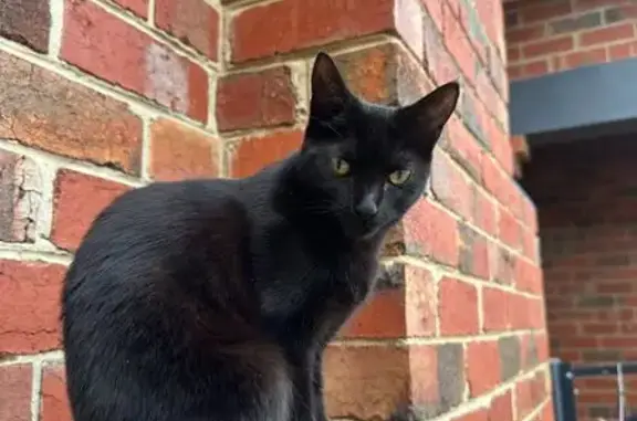 Lost cat, Russell Street, 28, City of Glen Eira - small black female - photo
