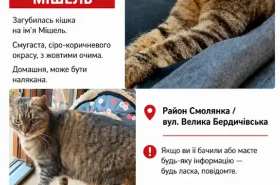 Зникла кішка, Велика Бердичівська вулиця, 80/1, Житомир - смугаста з жовтими очима - photo