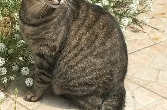 Animaux perdus Paris, photo: Chat perdu, Rue Henri Teulières, Montauban - mâle tigré