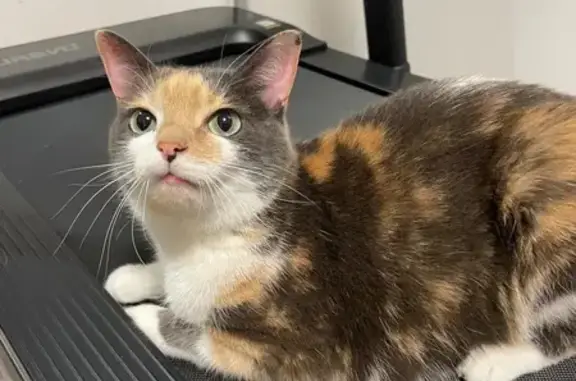 Зникла кішка, вулиця Івана Боберського, 19, Львів - трьохколірна, без ошийника - photo