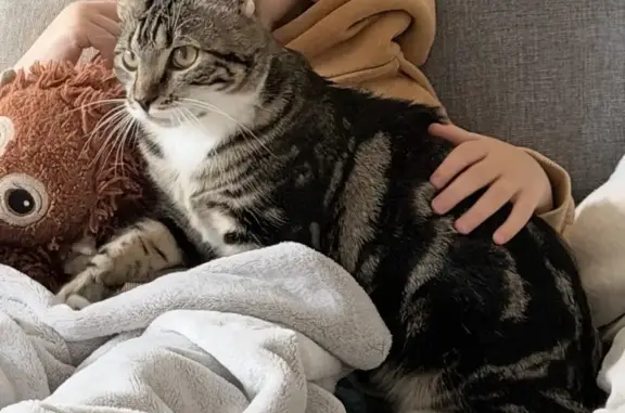 Chat perdu, Wambrechies, photo: Chat disparu Fille, Wambrechies (fl591702)