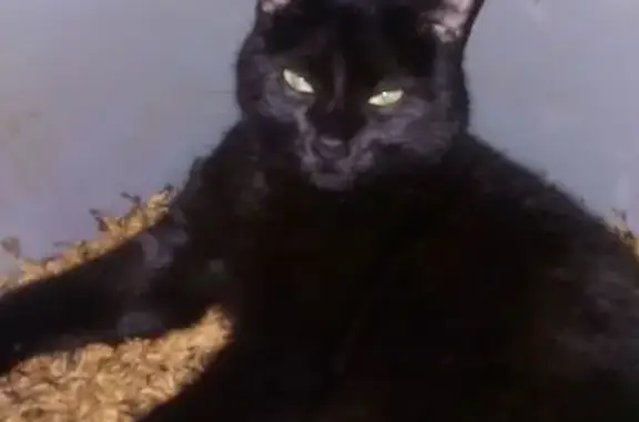 Chat perdu, Boulogne-sur-Mer, photo: Chat perdu, Rue du Camp de Droite, Boulogne-sur-Mer