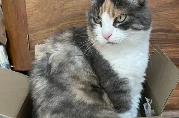Animaux perdus Suresnes, photo: Chat perdu, Chemin des Roses, Suresnes - femelle blanche grise et beige