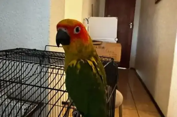 Lost pets Krugersdorp, photo: Lost bird, Shannon Road, Krugersdorp - sun conure parrot named Havi