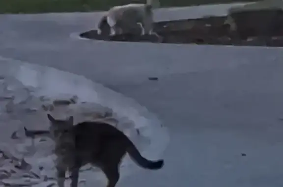 Lost pets Perth, photo: Lost dog, Borell Place, Melville, Perth - female shitzuX