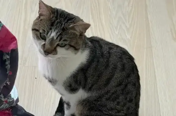 Animaux trouvés Ris-Orangis, photo: Chat trouvé mâle, Rue Jules Guesde, Ris-Orangis - social mais peureux